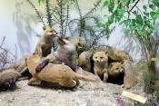 museum dhistoire naturelle blois 8-2025 2279